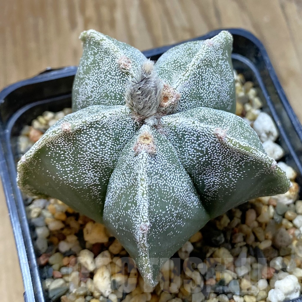 SH13957 Astrophytum myriostigma nudum