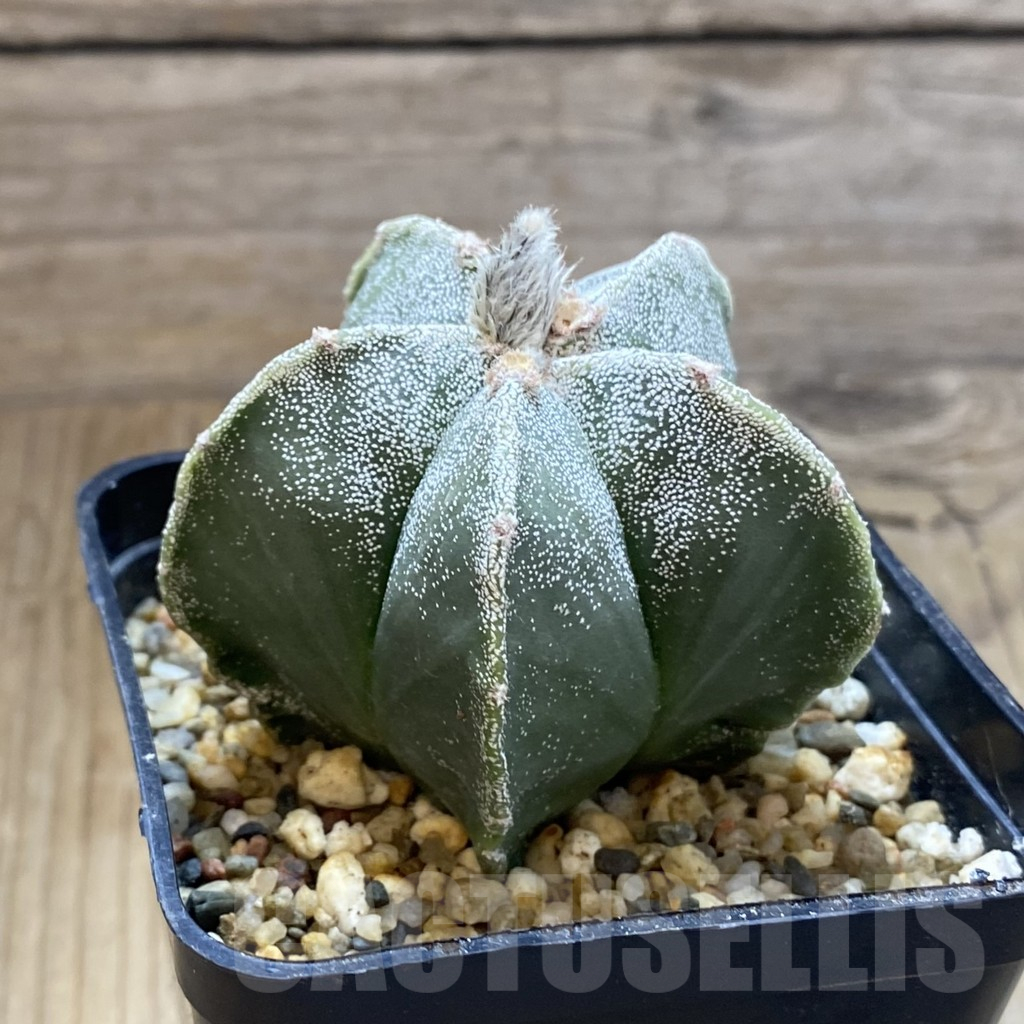 SH13957 Astrophytum myriostigma nudum - Imagen 2