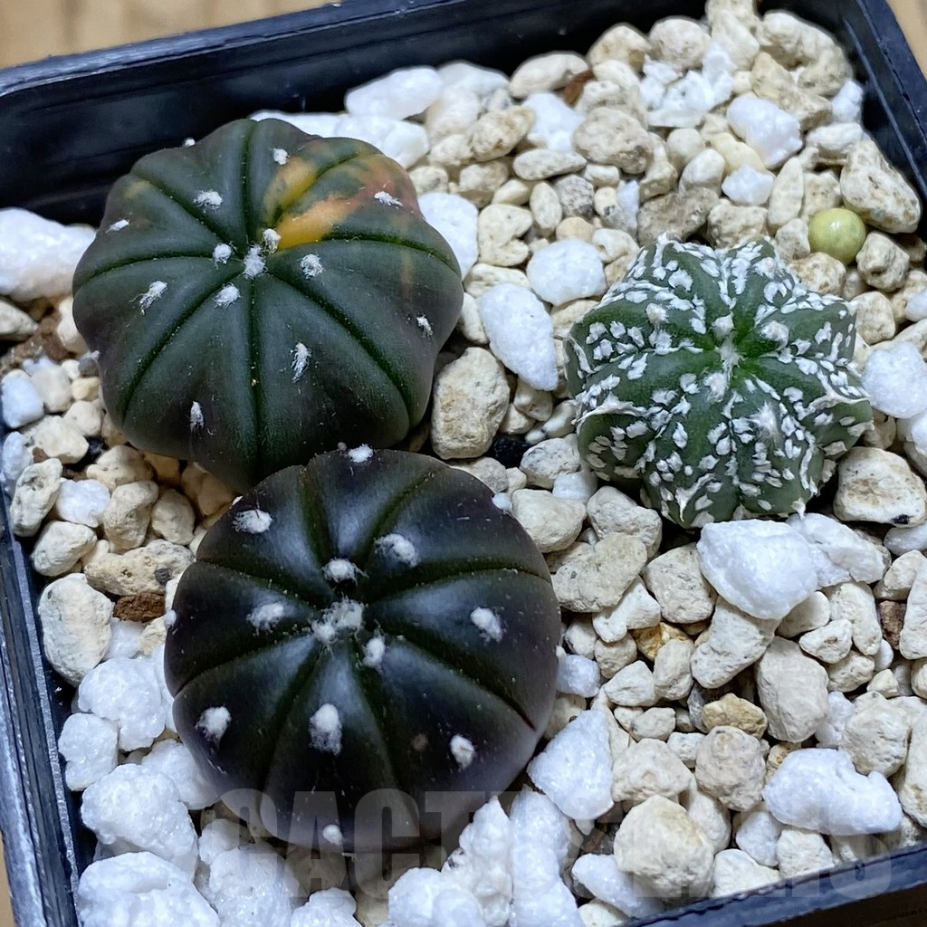 SH13958 Astrophytum asterias mix, 3 plants