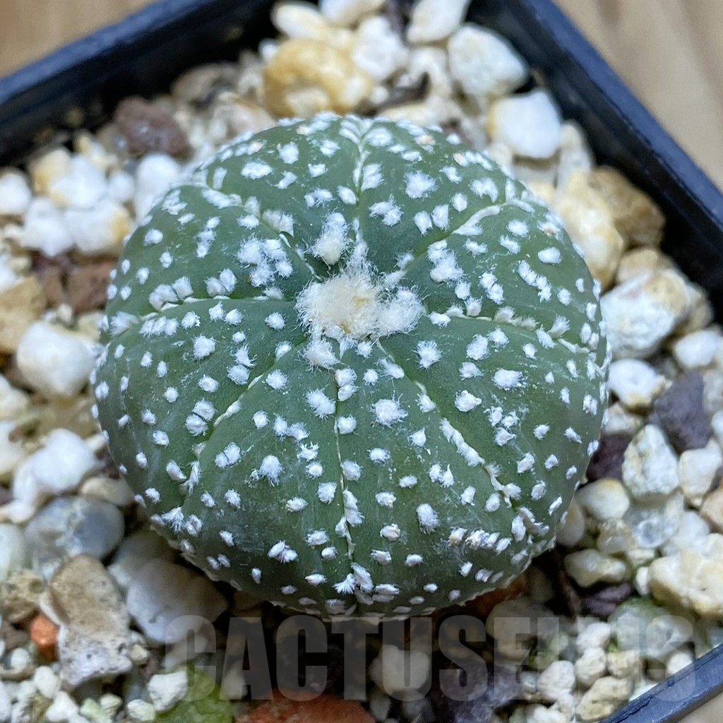 SH13960 Astrophytum asterias 'Hanazono', seedling