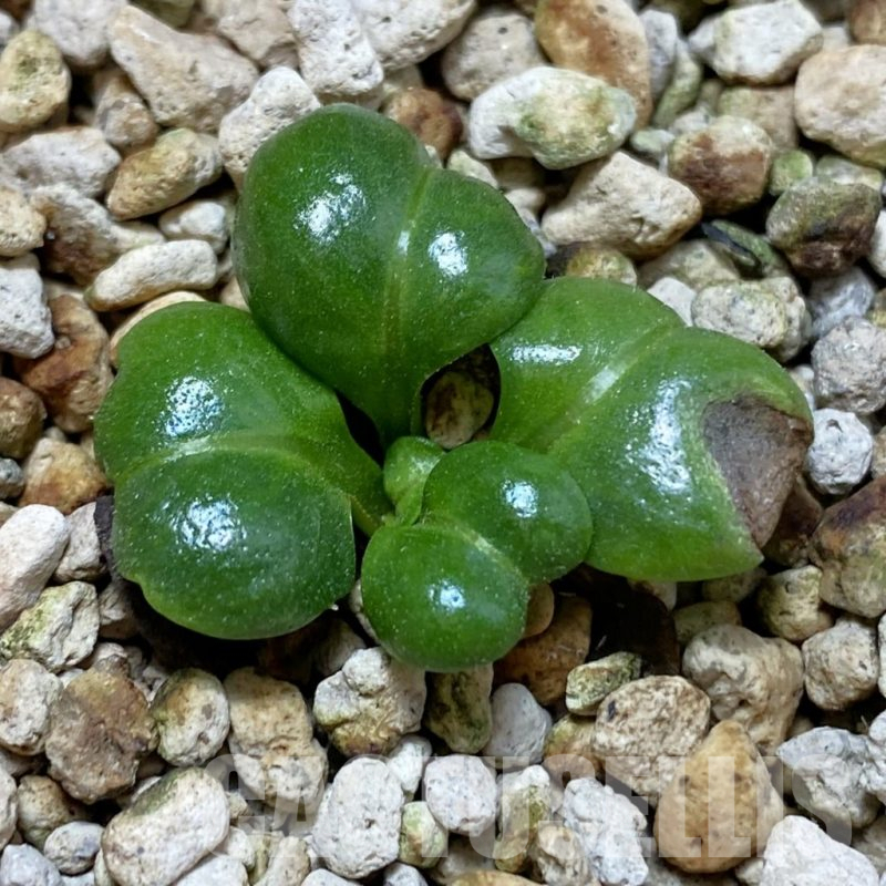 SH13936 Aeollanthus aff. subacaulis v. linearis