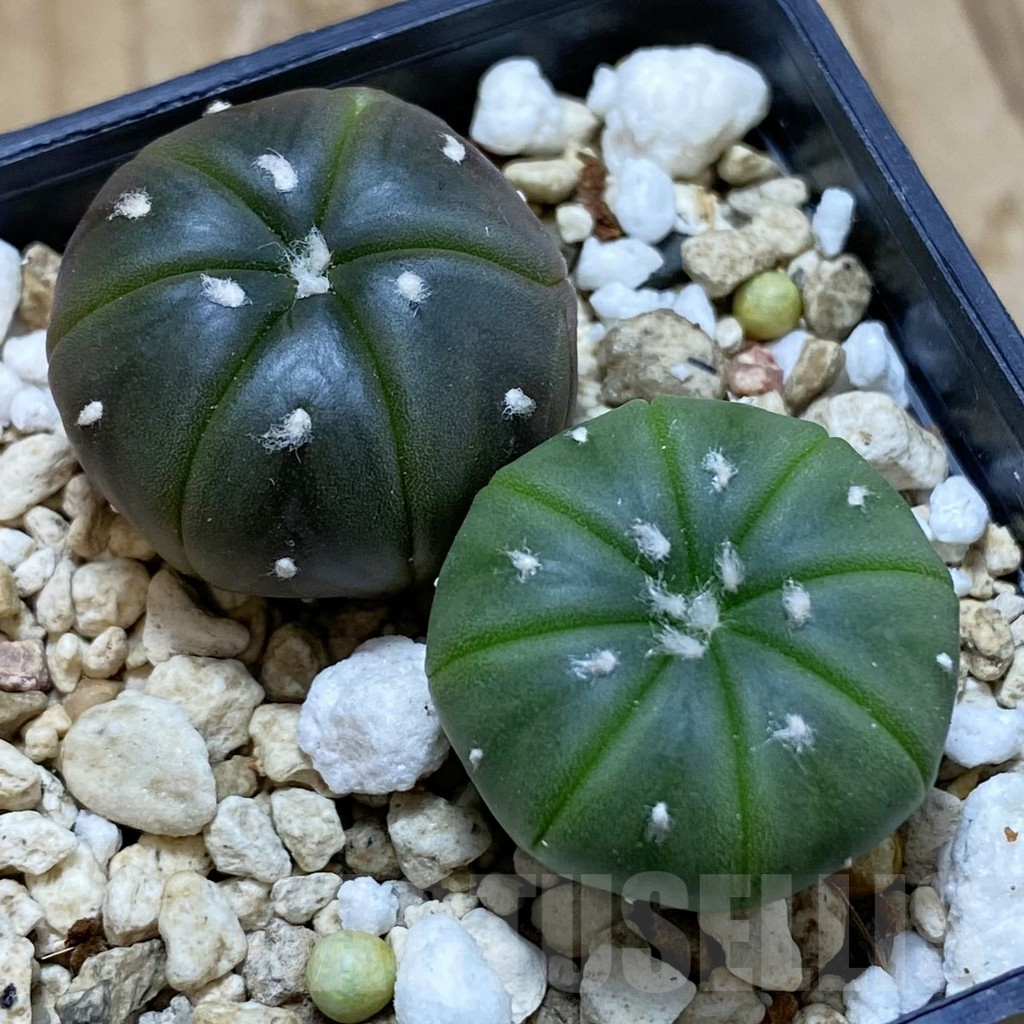 SH13961 Astrophytum asterias mix, 2 plants