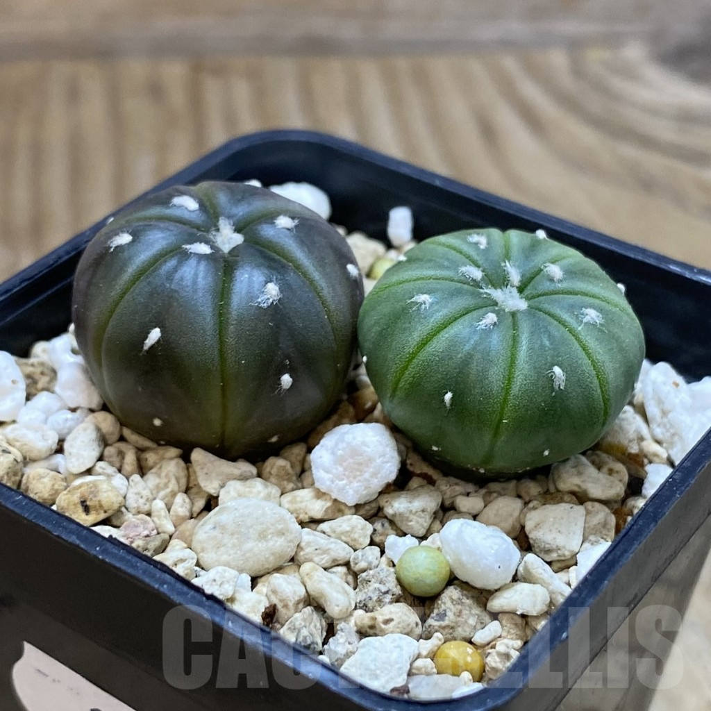 SH13961 Astrophytum asterias mix, 2 plants - 画像 (2)