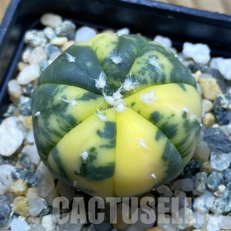 SH13962 Astrophytum asterias f. variegata
