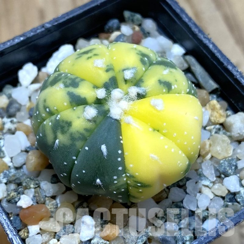 SH13963 Astrophytum asterias f. variegata