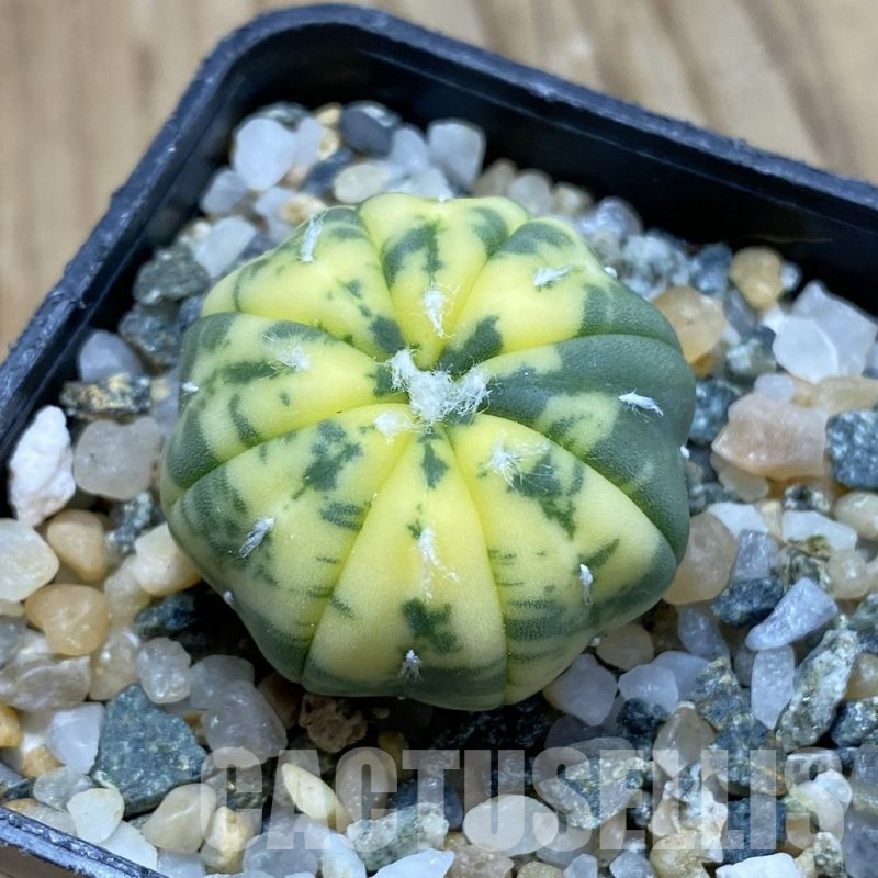 SH13964 Astrophytum asterias f. variegata