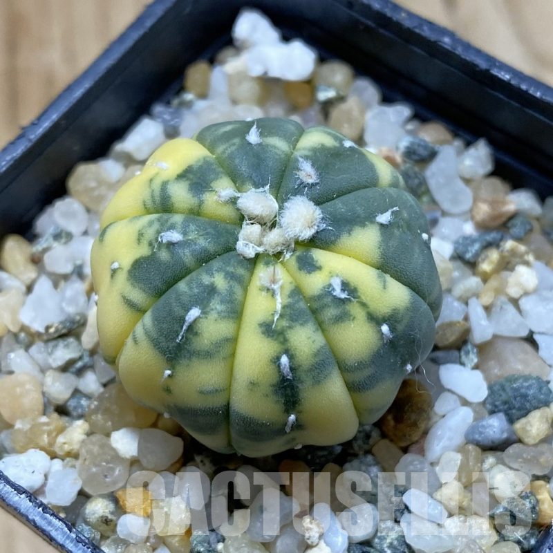 SH13965 Astrophytum asterias f. variegata