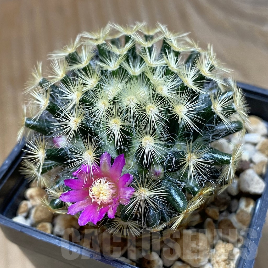 SH13690 Mammillaria schiedeana