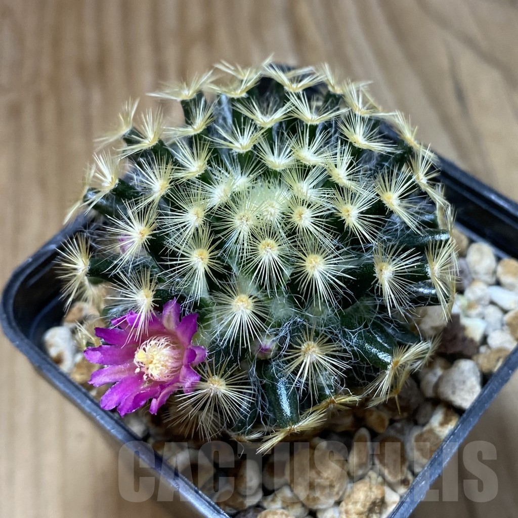 SH13690 Mammillaria schiedeana - Imagen 2