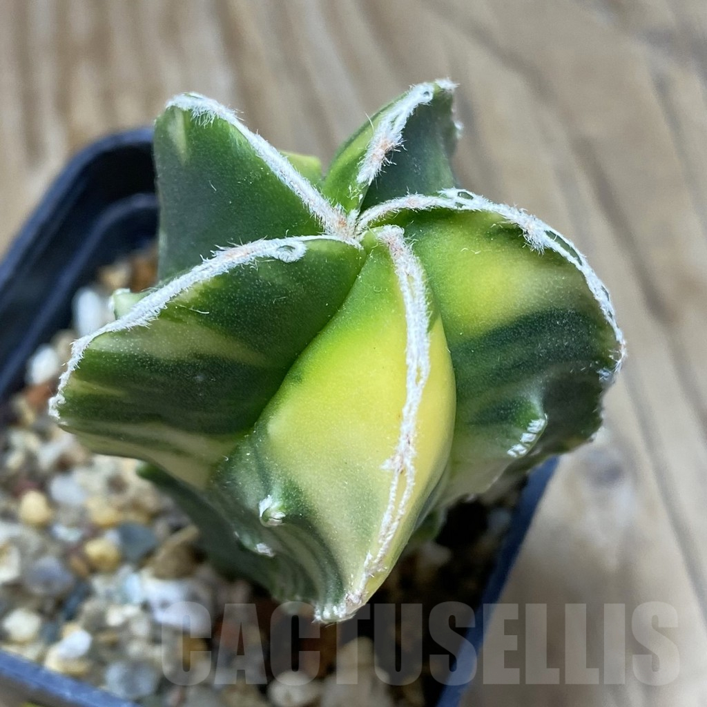 SH3023 Astrophytum myriostigma f. variegata