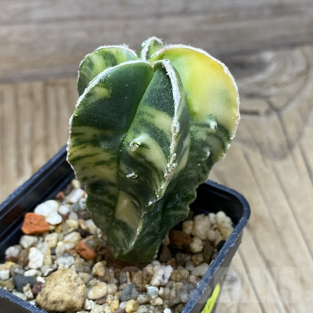 SH3023 Astrophytum myriostigma f. variegata - Зображення 2