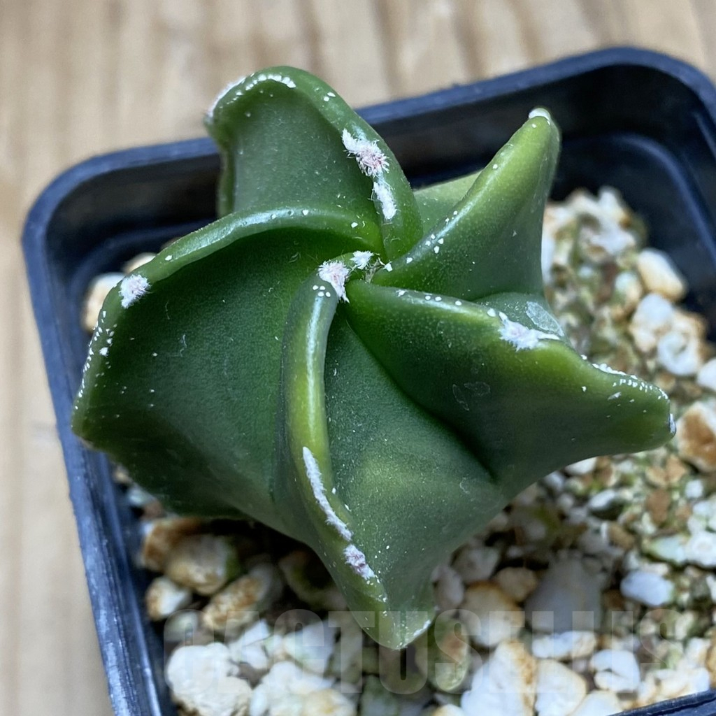 SH13001 Astrophytum myriostigma f. variegata - Image 2