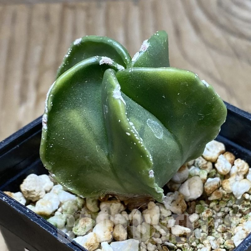 SH13001 Astrophytum myriostigma f. variegata