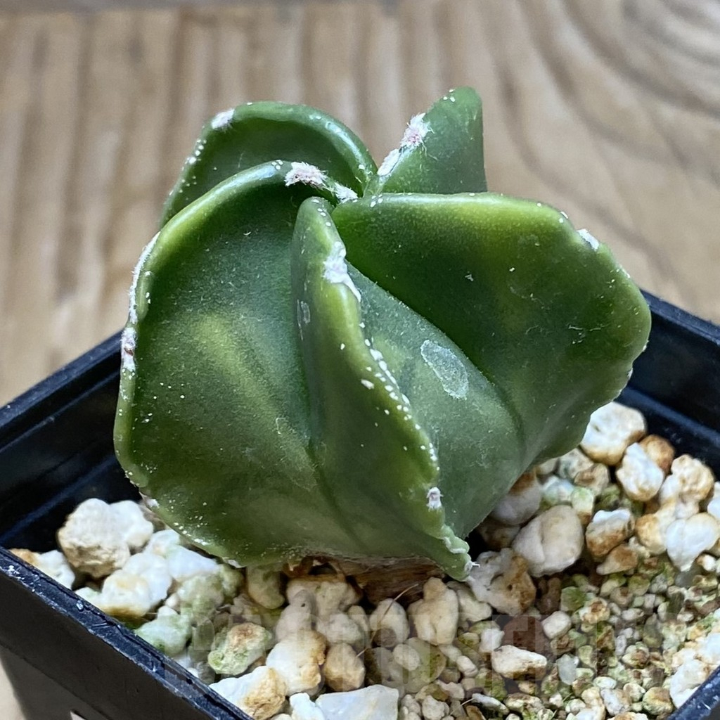 SH13001 Astrophytum myriostigma f. variegata