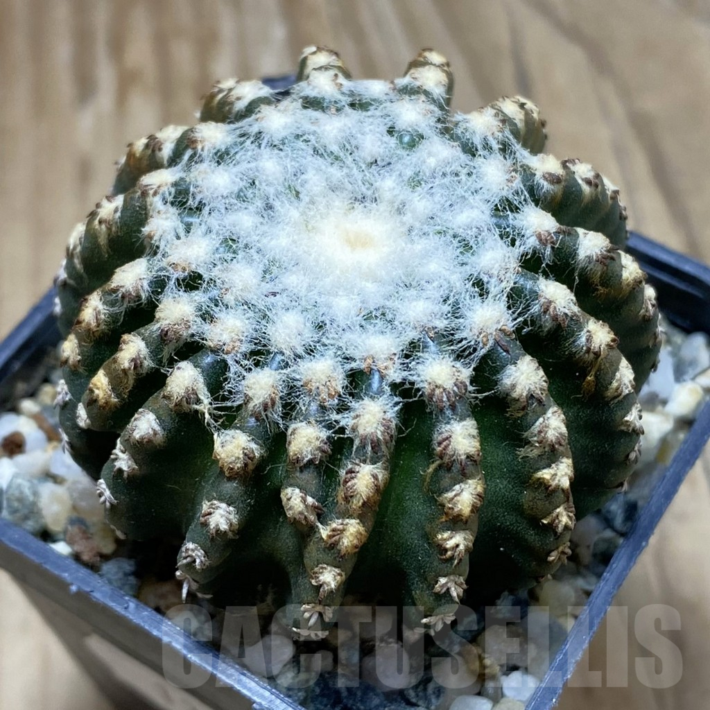 SH13016 Discocactus horstii