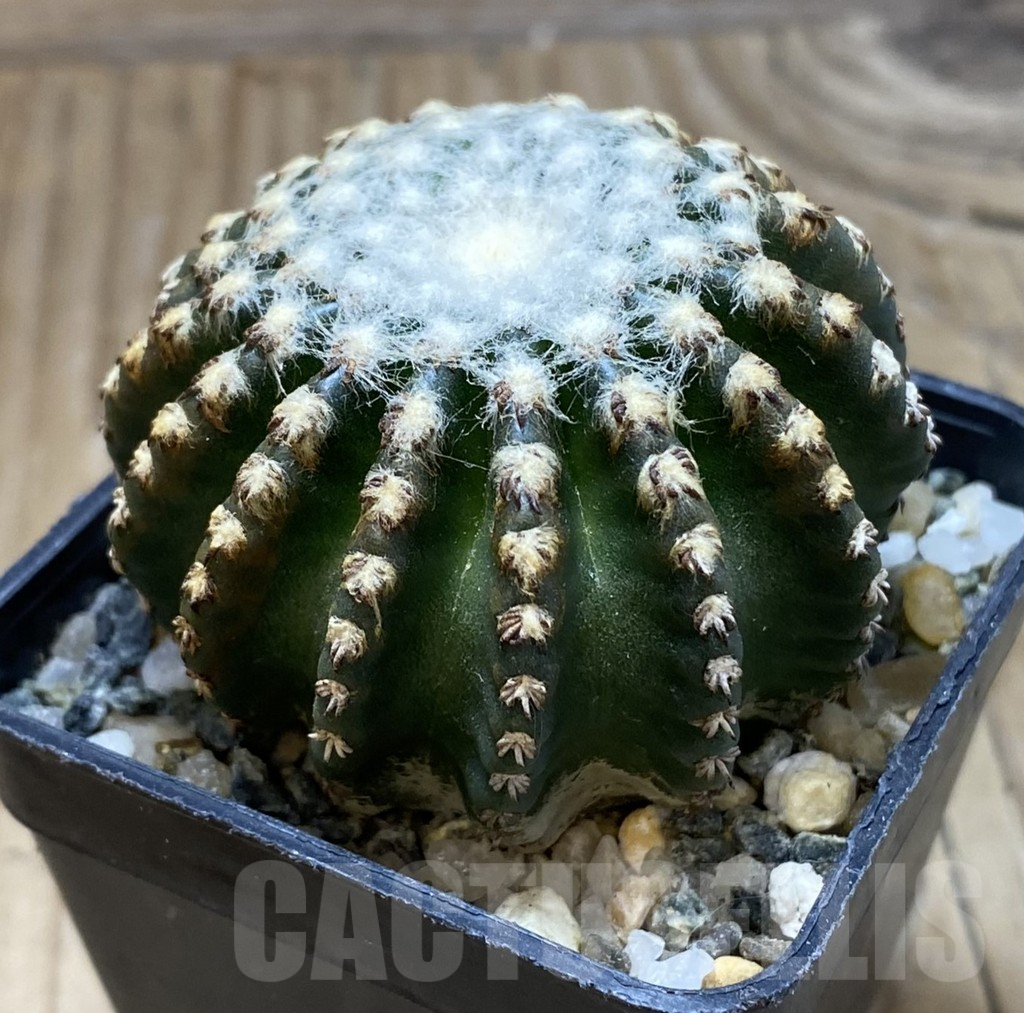 SH13016 Discocactus horstii - immagine 2