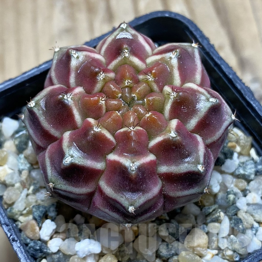 SH12798 Gymnocalycium mihanovichii ‘Day Dream’, seedling