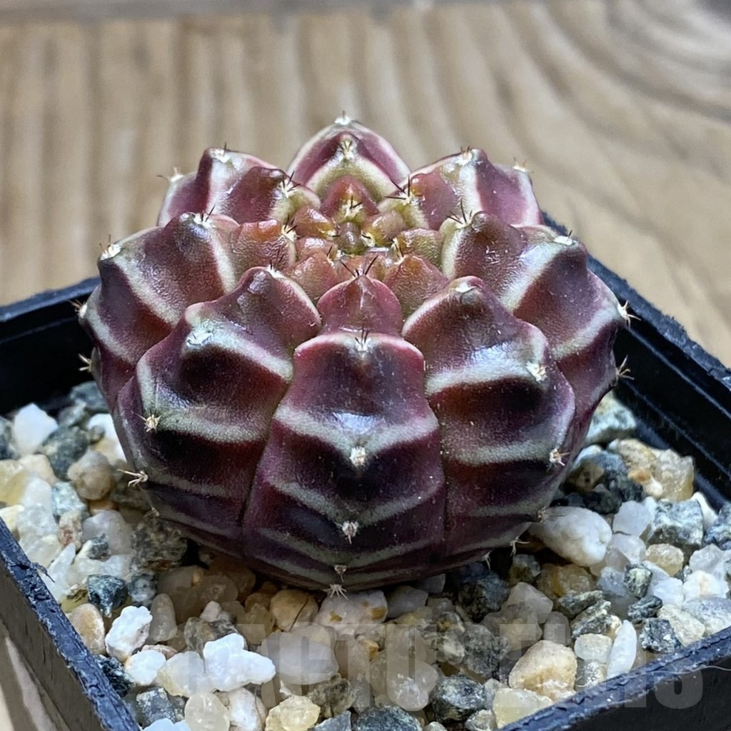 SH12798 Gymnocalycium mihanovichii ‘Day Dream’, seedling - Image 2