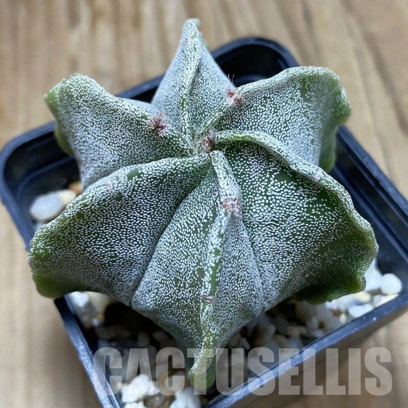 SH12774 Astrophytum myriostigma v. multicostatum