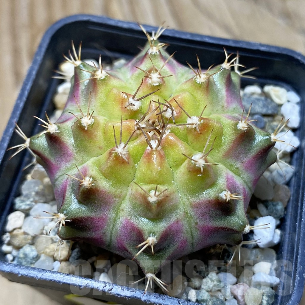 SH17991 Gymnocalycium mihanovichii 'Neon Brown', seedling