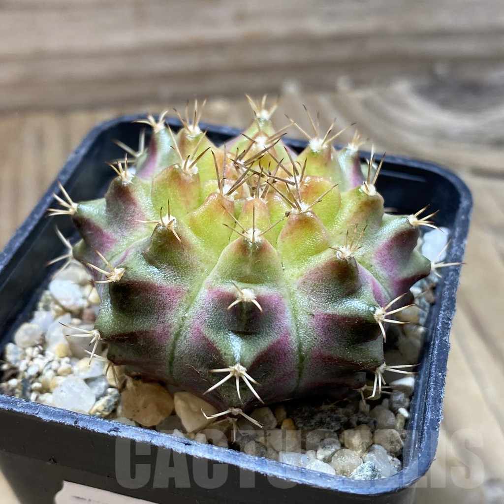SH17991 Gymnocalycium mihanovichii 'Neon Brown', seedling - 画像 (2)