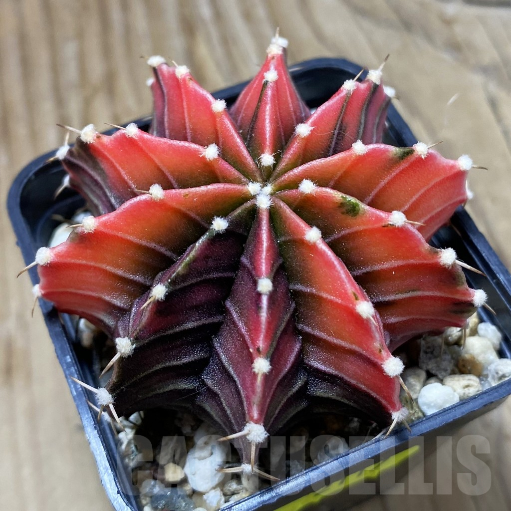 SH18000 Gymnocalycium friedrichii f. variegata, seedling
