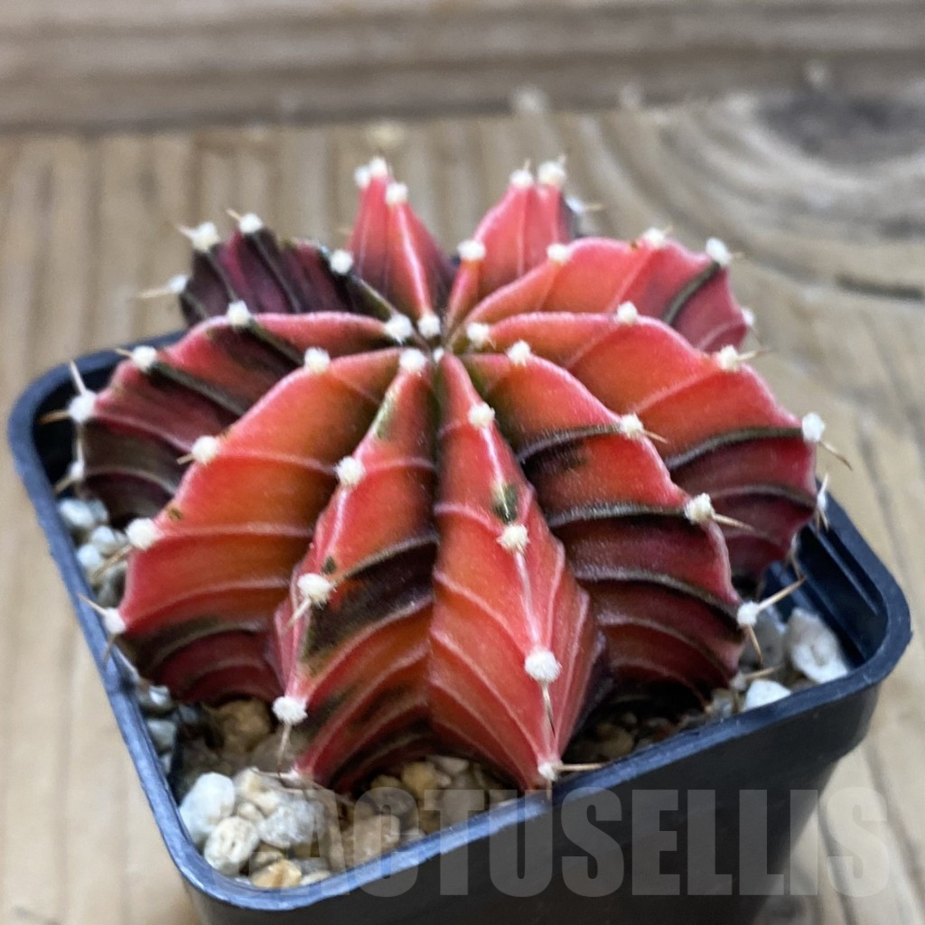 SH18000 Gymnocalycium friedrichii f. variegata, seedling - Imagen 2