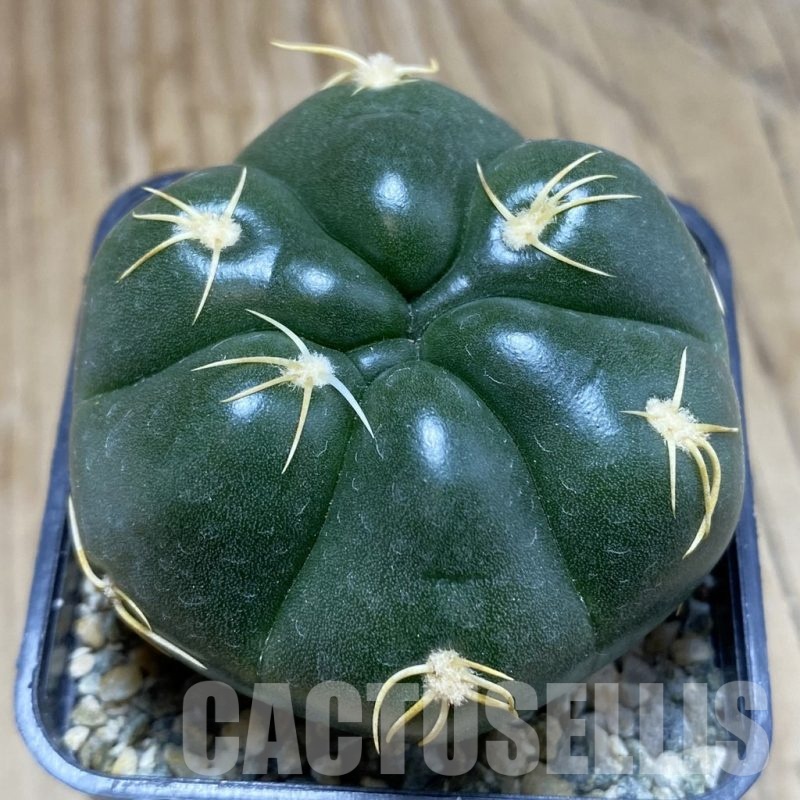 SH11041 Gymnocalycium denudatum ‘Kaiomaru’, seedling -Japan-