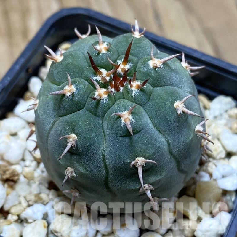 SH11530 Gymnocalycium spegazzinii v. unguispinum SL 443, seedling