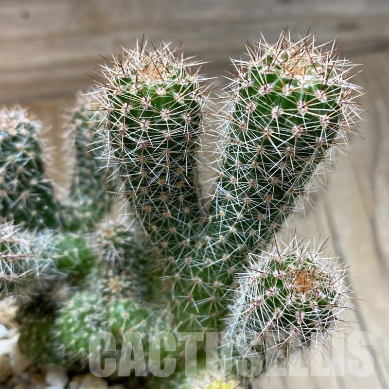 SH11424 Echinopsis f. monstrosa