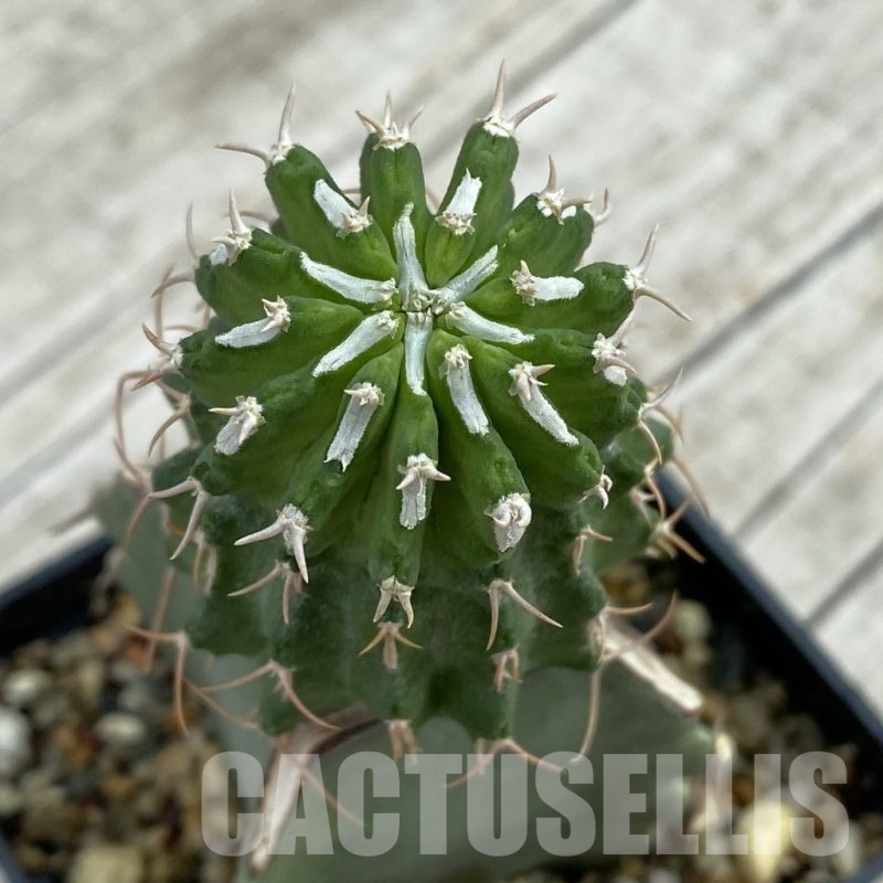 SH12107 Euphorbia columnaris, grafted