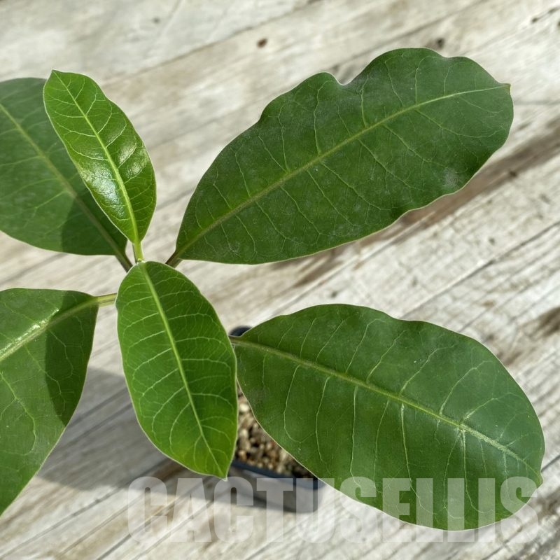 SH12112 Raphionacme globosa ES 20286