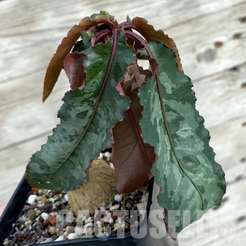 SH13193 Euphorbia cremersii 'Grey Tuber'