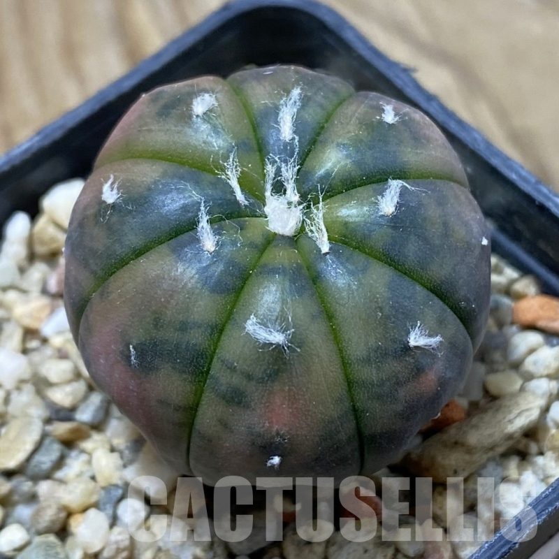 SH20991 Astrophytum asterias ‘Red Purple Skin’ f. variegata