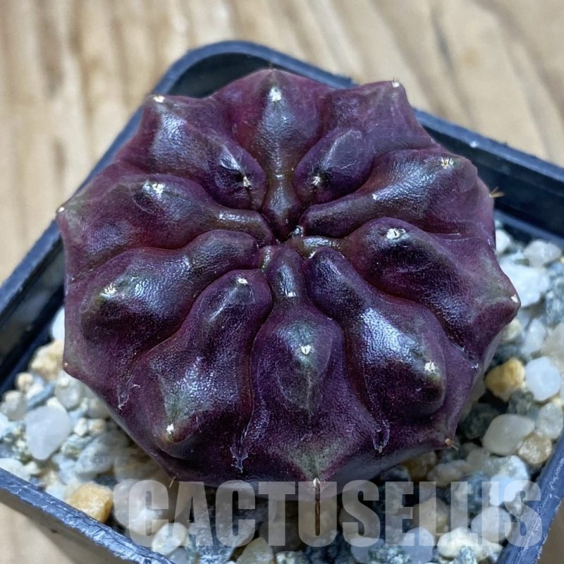 SH13981 Gymnocalycium mihanovichii 'Day Dream', seedling