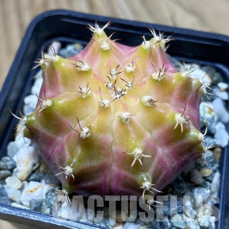 SH11285 Gymnocalycium mihanovichii ‘Neon’, seedling