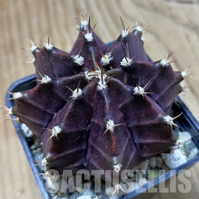 SH12269 Gymnocalycium mihanovichii ‘Black Widow’'Day Dream', seedling