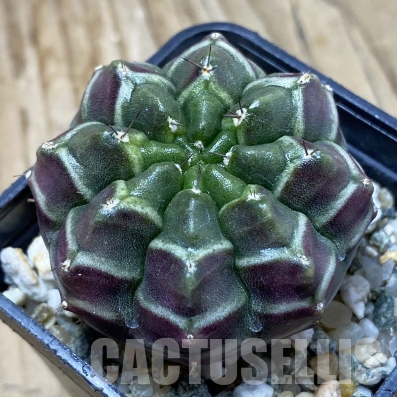 SH12799 Gymnocalycium mihanovichii ‘Day Dream’, seedling