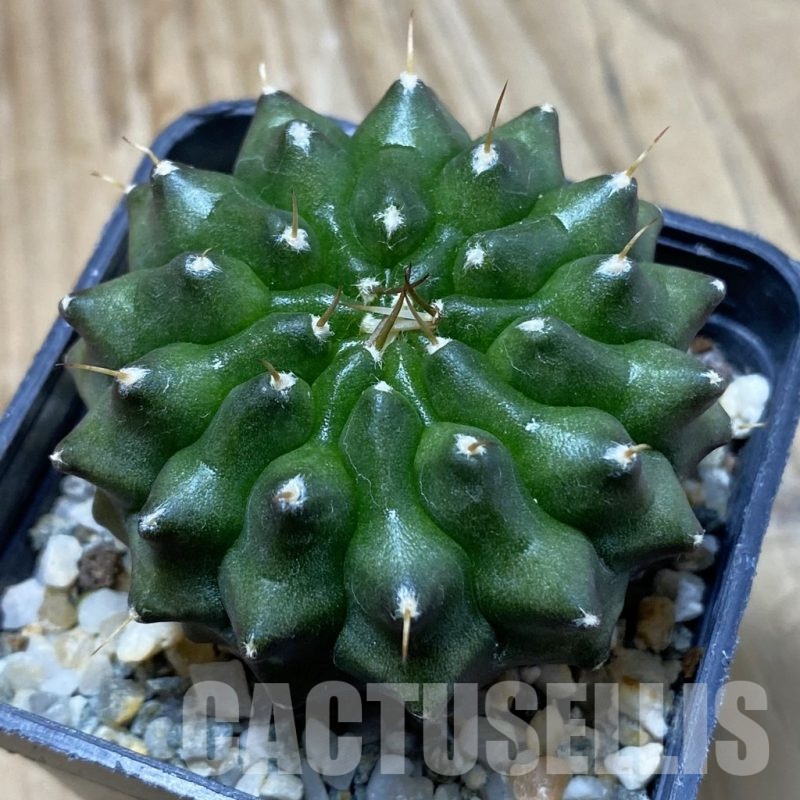 SH12800 Gymnocalycium mihanovichii ‘inermis’