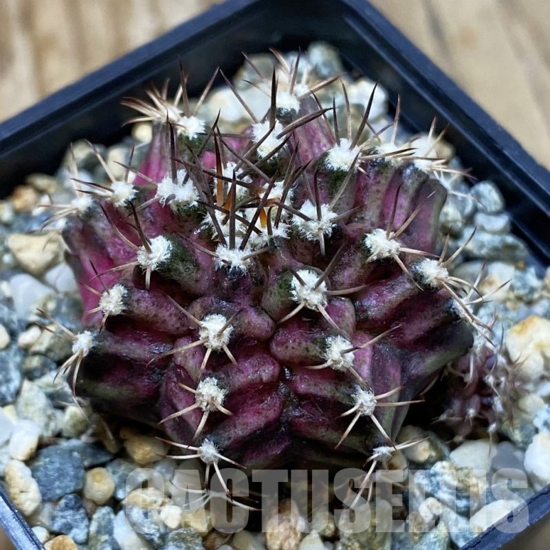 SH12797 Gymnocalycium mihanovichii 'T-Lux', seedling