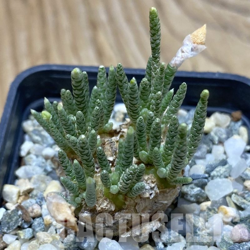 SH12791 Avonia alstonii