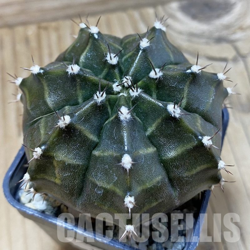SH11790 Gymnocalycium mihanovichii ‘Black Widow’, seedling