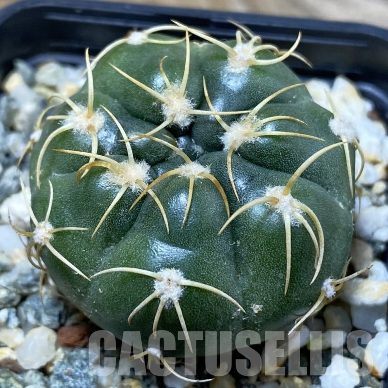 SH12816 Gymnocalycium denudatum ‘Kaiomaru’, seedling -Japan-