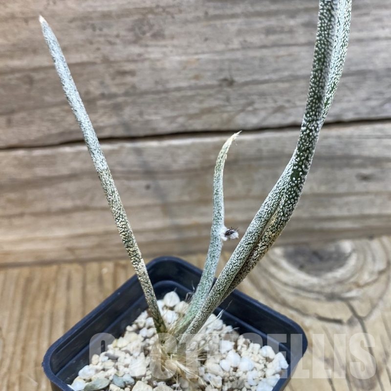 SH13508 Astrophytum caput-medusae, seedling