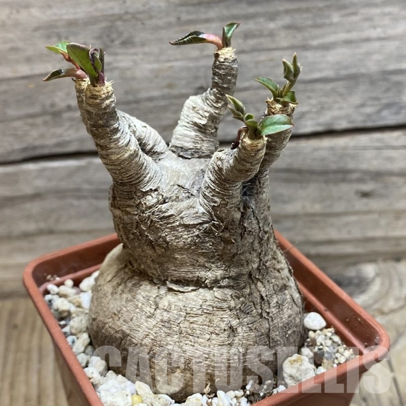 SH25854 Euphorbia sp. nova lawantii n.n. aff. moratii