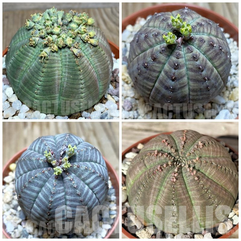 LOT197 5 SEEDS Euphorbia obesa 2025