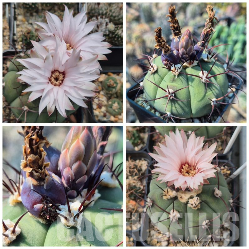 LOT928 10 SEEDS Gymnocalycium cabreraense VOS 2122 harvest 2025