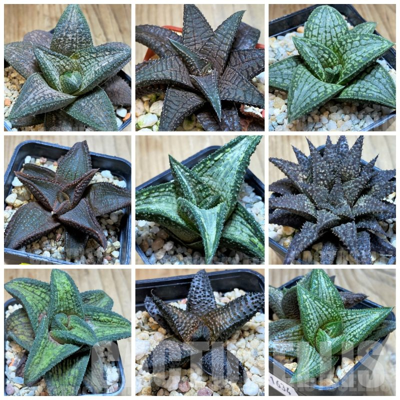 LOT930  10SEEDS Haworthia koelmaniorum hybrid mix 2025