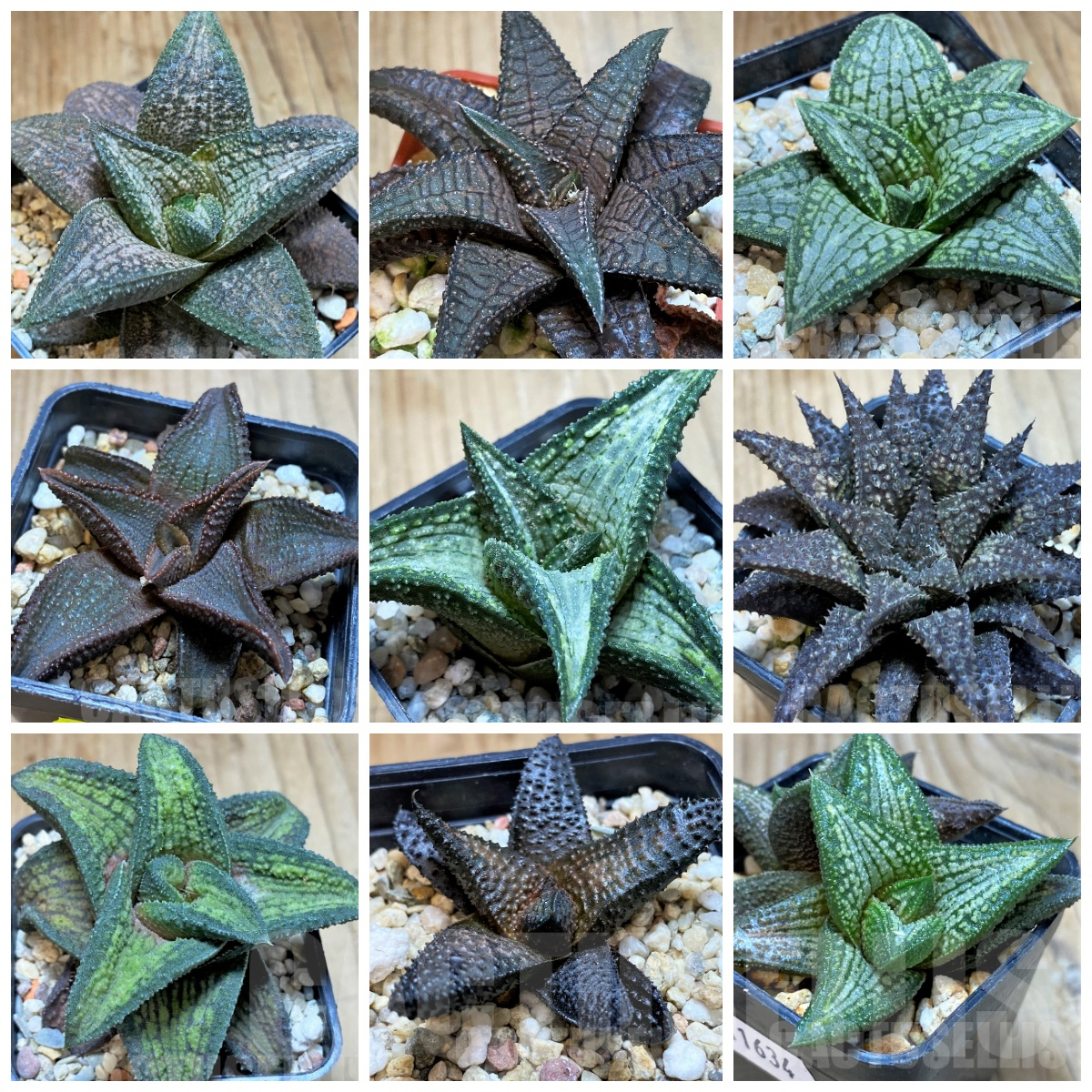 LOT930 10SEEDS Haworthia koelmaniorum hybrid mix 2025