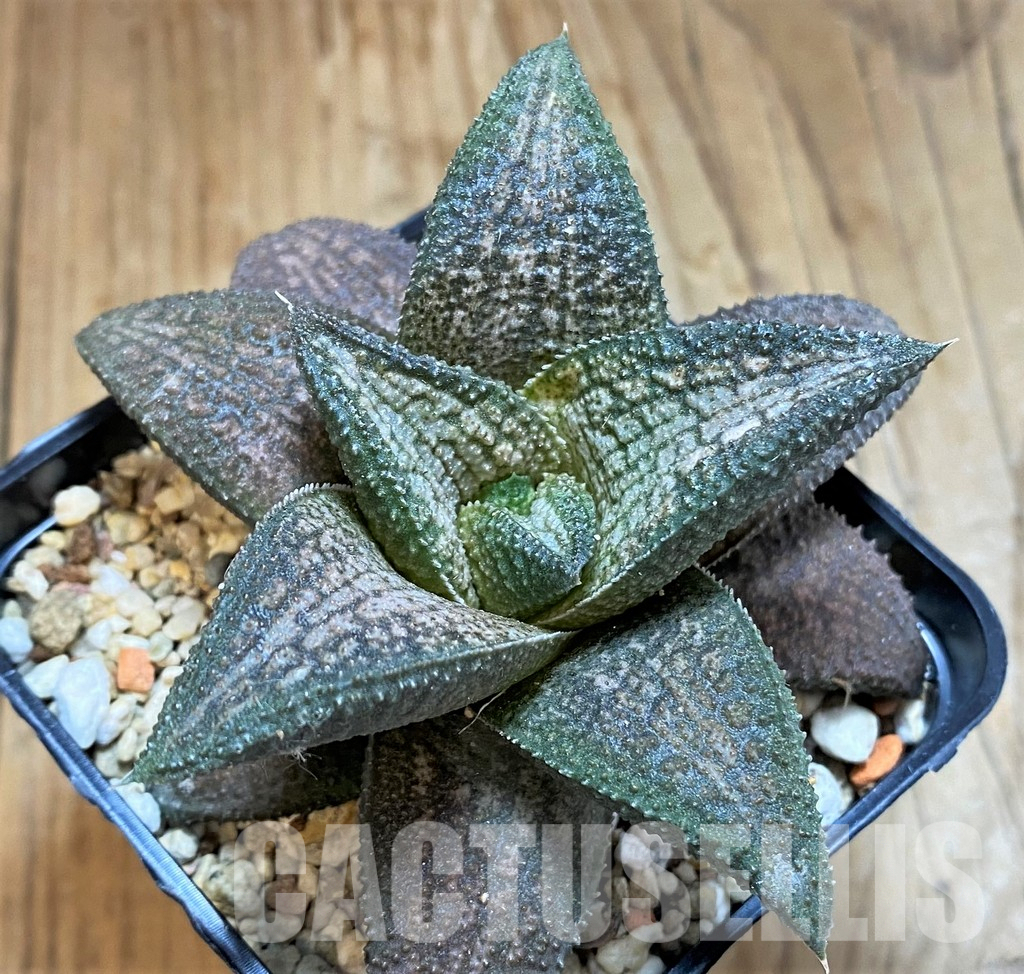 LOT930 10SEEDS Haworthia koelmaniorum hybrid mix 2025 - Image 2